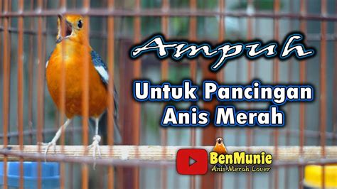 ANIS MERAH GACOR NGEPLONG AMPUH MEMBUAT BUNYI PANCINGAN ANIS MERAH