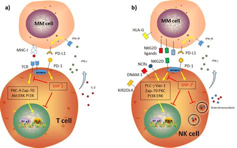 Schematic Representation Of The Impact Of The Pd 1pd L1 Axis On T And