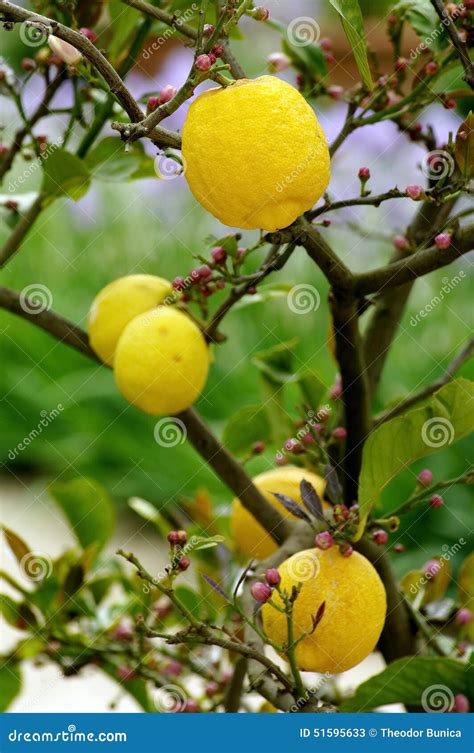 Lemon Tree And Lemons Fruits In Growth Stock Image Image Of Fruits