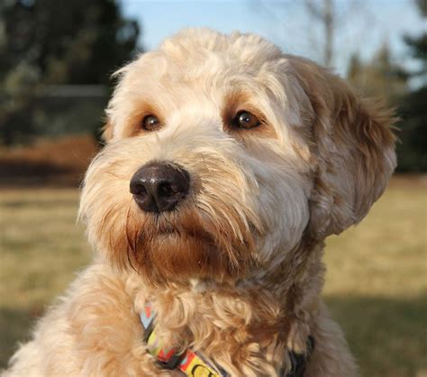 goldendoodle haircuts styles | http://healtheworldnet.de/htwnet/goldendoodle-haircuts-styles ...