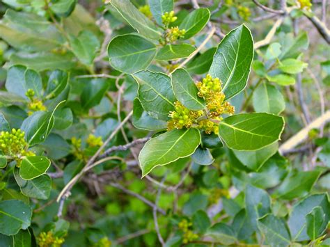 Rhamnus Alaternus Usos Tradicionales Plantas Conect E