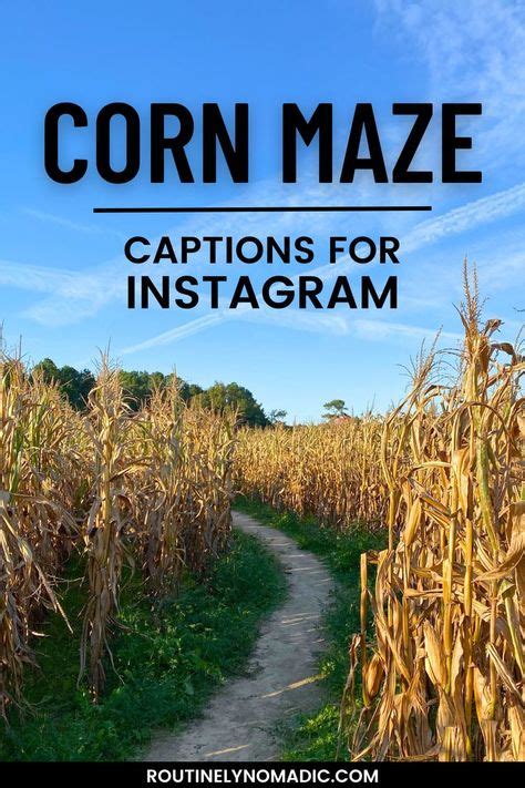 Corn With Corn Maze Captions For Instagram Corn Maze Captions For