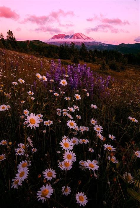 Pin Di 💗sophia💗 Su Pretty Flower Fields Fotografia Natura Carta Da