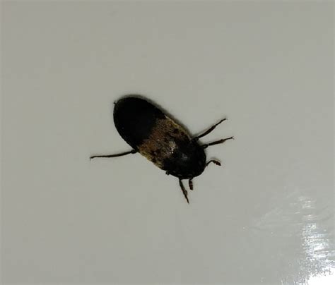 Larder beetle - PEST CONTROL CANADA