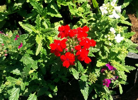 How To Grow Verbena Growing Verbena Flowers In Pot Verbena Care