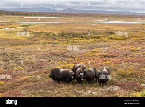 North America United States Alaska Arctic Tundra Willows Wildlife