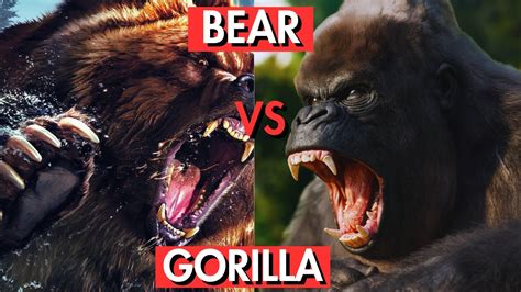 Grizzly Bear Vs Silverback Gorilla Who Wins Youtube