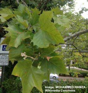 Trees With Spiky Seed Balls With Pictures Identification Guide