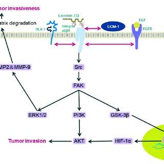 Diagram of the mechanism of integrin β4 mediating tumor cell invasion