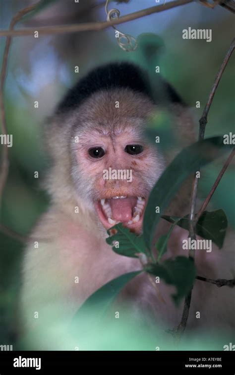 Ca Panama Barro Colorado Island White Face Monkey Portrait Cebus