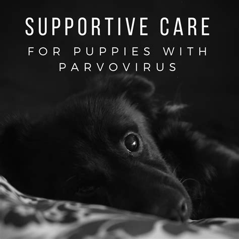 Home Remedies for Parvo in Puppies - PetHelpful