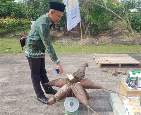 Tembus Kg Per Batang Ketua Msi Siap Luncurkan Bibit Singkong