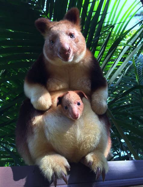 🔥 Wondiwoi tree kangaroo rediscovered for first time since 1928 and ...