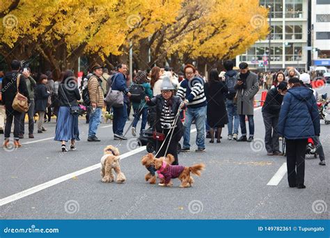 Avenida Del Ginkgo De Tokio Foto Editorial Imagen De Hojas Perro