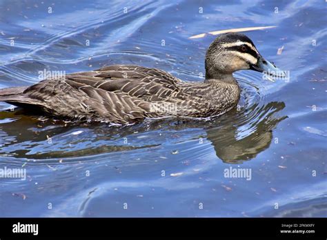 Pacific Black Duck 1 Stock Photo Alamy