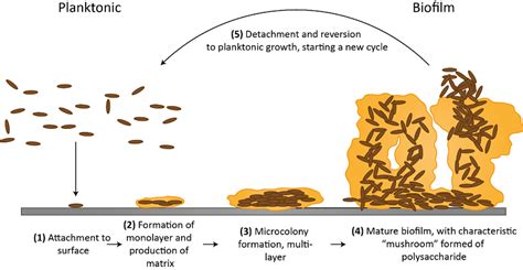 Dental Plaque Formation Stages