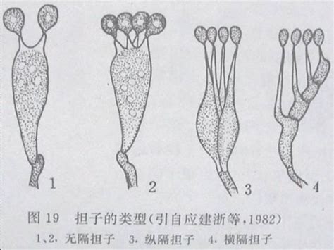 孢子的结构图 千图网