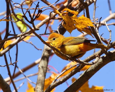 Female Scarlet Tanager by natureguy on DeviantArt