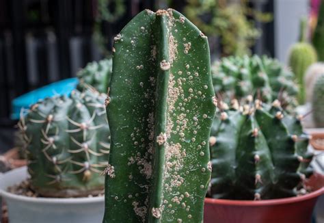 Scale Tastrophe 5 Ways To Remove Scale And Save The Day — Cactus Vision