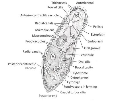 Characteristics Of Paramecium Caudatum Labeled Diagram In