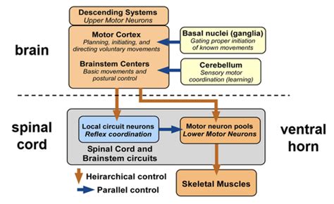 L10 Motor Control By Cns Lower And Upper Motor Neurons Flashcards