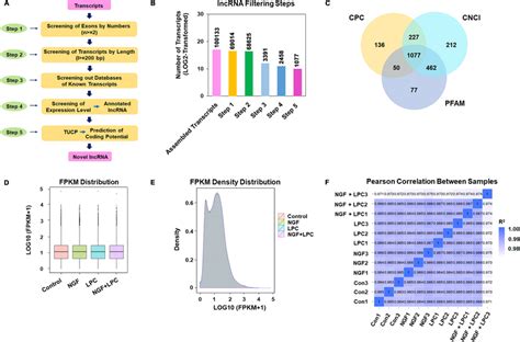 Identification of lncRNAs in PC12 cell lines. (A) Flow chart of lncRNAs ... 
