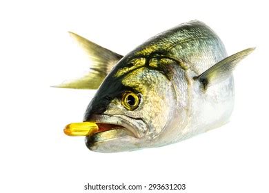 212 Tailor Fish Stock Photos, Images & Photography | Shutterstock