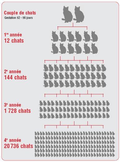 Quelques conseils pour éviter la prolifération des chats errants Pas