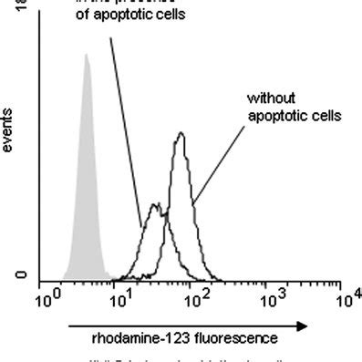 Effect Of Apoptotic Cells On Cytokine Secretion By Neutrophils Freshly