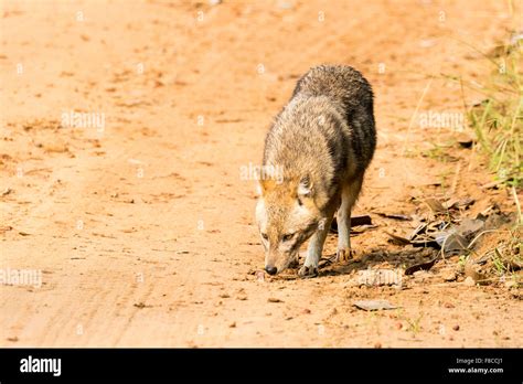 A Canis Aureus Golden Jackal At Bandhavgarh Reserve India It Is