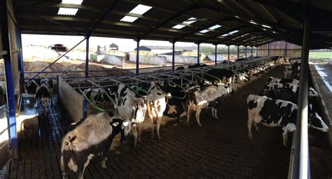 Slatted unit Cowcoon cow house - Wilson Agri
