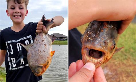 Kid Catches Fish with Human-Like Teeth in an Oklahoma Pond