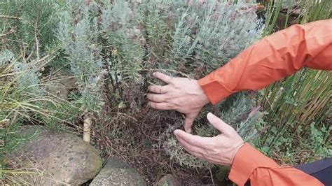 C Mo Y Cu Ndo Podar La Lavanda Consejos Esenciales Para El Cuidado De