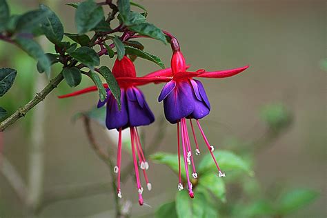 Fucsia Flor Rojo · Foto Gratis En Pixabay