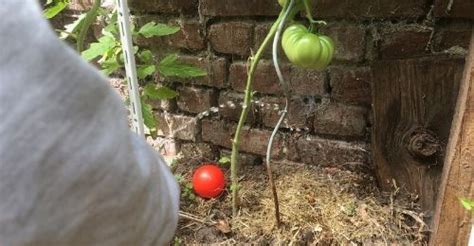 L Urine Au Potager Pour Fertiliser Ses L Gumes Permaculture Potager