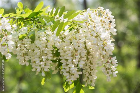 Outdoor Spring Blooming Sophora Japonica Flowers Sophora Japonica Linn