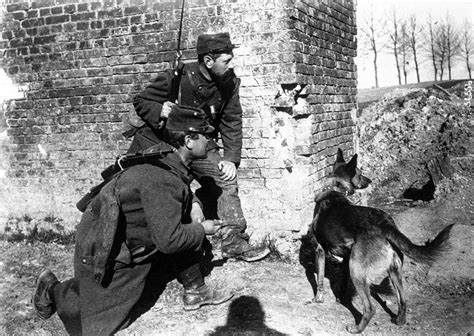 HISTÓRIA LICENCIATURA Animais na Primeira Guerra Mundial 1914 1918