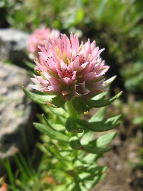 Rose Crown Sedum Rhodanthum Caleb Slemmons Flickr