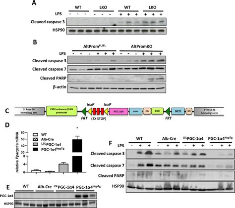 Pgc A Is Necessary And Sufficient To Prevent Lps Induced Hepatocyte