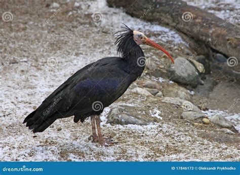 Oiseau Noir Dibis Image Stock Image Du Pattes Volière 17846173