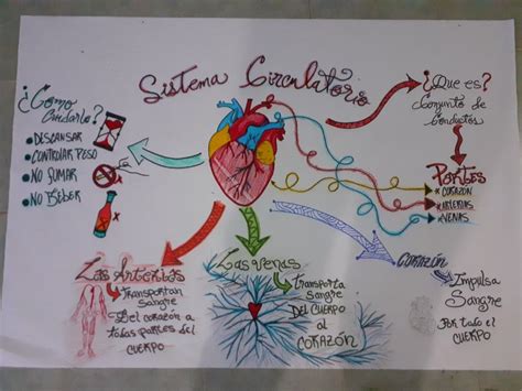 Sistema Circulatorio Sistema Circulatorio Mapa Conseptual Mapas Mentales