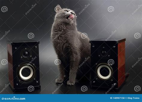 Gray Cat with Open Mouth Singing with Two Stereo Audio Speakers Stock ...