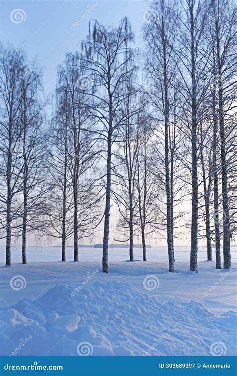 A Finnish Winter Forest in Shades of Snow Stock Image - Image of calm ...