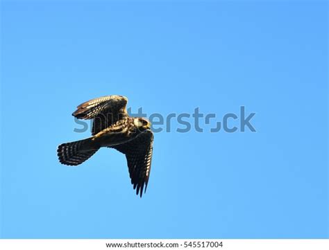 Female Amur Falcon Falco Amurensis Small Stock Photo 545517004