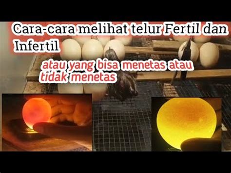 Part Cara Cara Meneropong Telur Fertir Dan Infertil