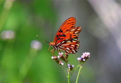 X Insect Macro Butterfly Wallpaper Coolwallpapers Me