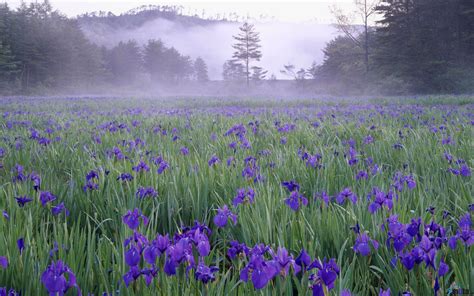 Irises Wallpapers - Wallpaper Cave