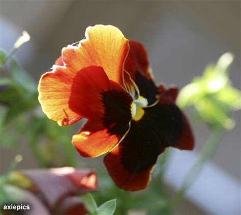 Comprar Sementes De Flor Amor Perfeito Gigante Su O Crespo Sortido Na Toca