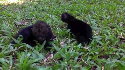 Jaguar Rescue Center Jaguarundis Youtube