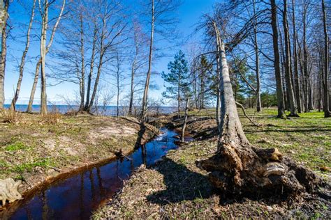 Large Naked Tree Trunks In Spring Park Stock Photo Image Of